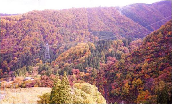 滿山遍野的金色重疊在一起，編織成的秋天最美的風景