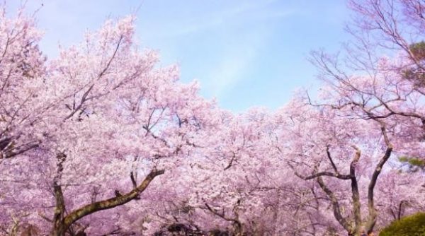 在日本应该去哪里看樱花
