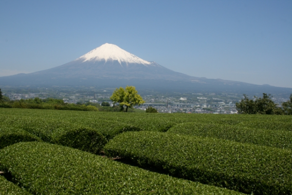 茶畑と富士山（遠景）