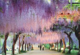 有生之年一定要去一次的世界绝景 日本北九州地区异国风情包车1日游 有生之年一定要去一次的世界绝景 日本北九州地区异国风情包车1日游