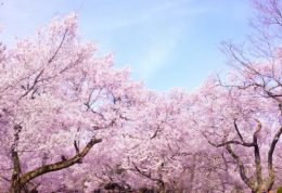 樱花盛开：日本春天的象征