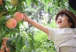 日本仓敷美观地区一日游 日本仓敷美观地区一日游