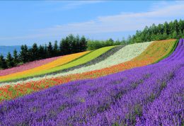 日本北海道富良野・美瑛观光包车私人观光一日游 日本北海道富良野・美瑛观光包车私人观光一日游