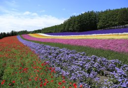 成吉思汗烤肉自助晚餐!日本北海道美瑛・富良野一日游 成吉思汗烤肉自助晚餐!日本北海道美瑛・富良野一日游