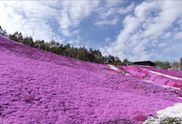 日本北海道东部鄂霍次克海一日游 日本北海道东部鄂霍次克海一日游