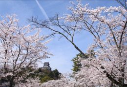 日本名古屋包车私人观光一日游 日本名古屋包车私人观光一日游