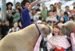 日本三重海豚岛探险&鸟羽水族馆一日游 日本三重海豚岛探险&鸟羽水族馆一日游