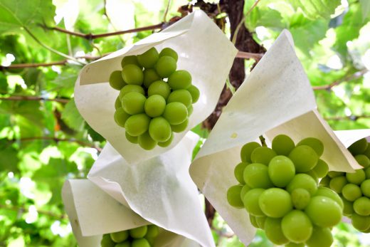 日本富士山高级葡萄 shine muscat 任摘任吃体验