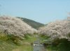 玉川堤