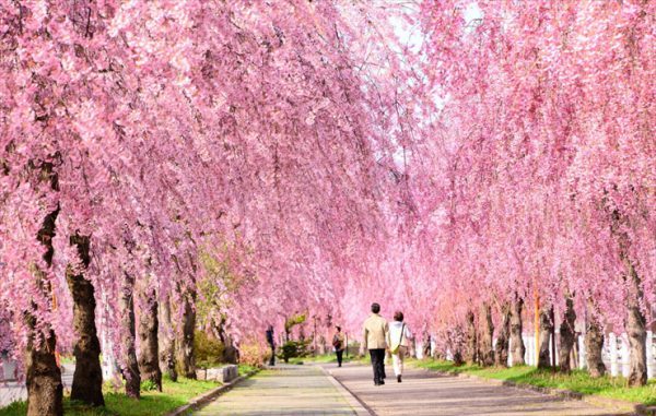 日中线纪念自行车步行者道的樱花