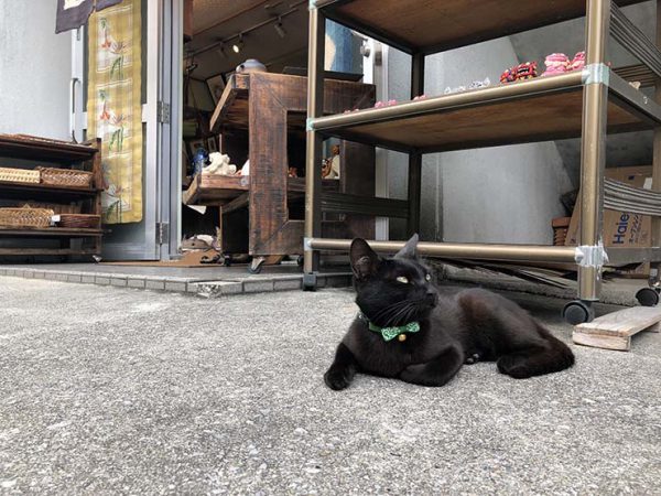 壶屋陶瓷器街的猫