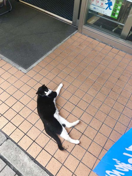 便利店前面的猫
