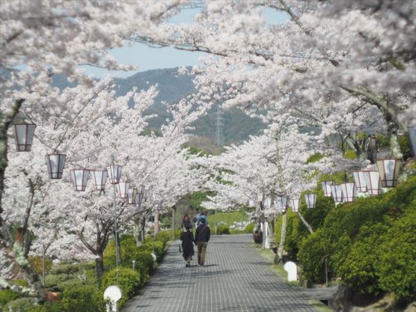 千光寺公园的春天樱花