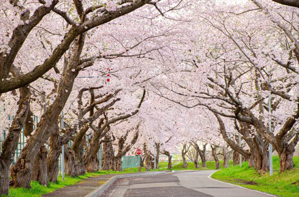 大野川沿岸的樱花道