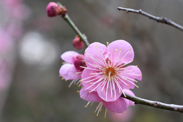 京都府立植物园的梅