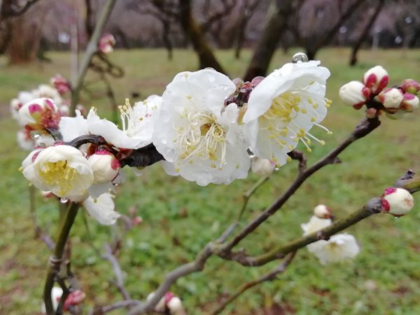 京都府立植物园的梅花