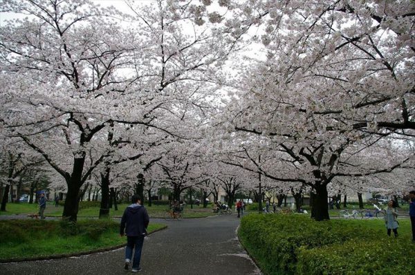 东绫濑公园的樱花
