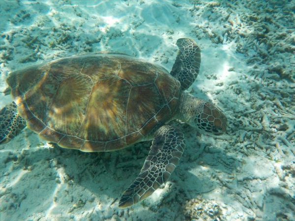 游泳的海龟