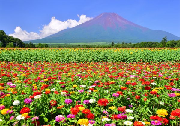 从花都公园眺望富士山
